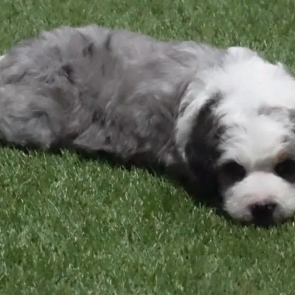 Scout — Bernedoodle puppy for sale
