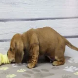 Henry — Dachshund puppy for sale